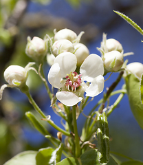 Image showing flowers of apple trees