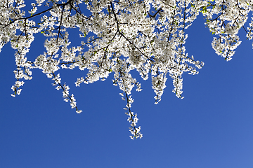 Image showing small white cherry flowers