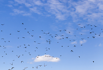 Image showing birds sky