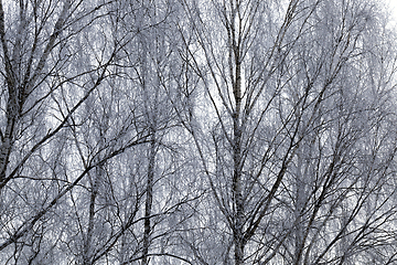 Image showing Photographed winter forest