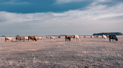 Image showing cattle in Hortobagy National Park, Hungary