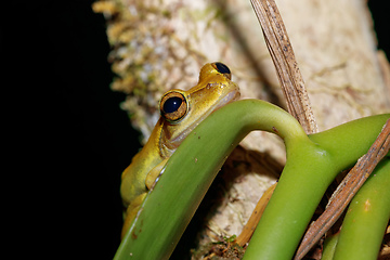 Image showing Beautiful small frog Boophis rhodoscelis Madagascar