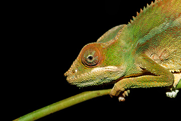 Image showing panther chameleon (Furcifer pardalis)