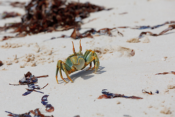 Image showing Crab on sandy beach, Antsiranana Madagascar