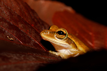 Image showing Beautiful small frog Boophis rhodoscelis Madagascar