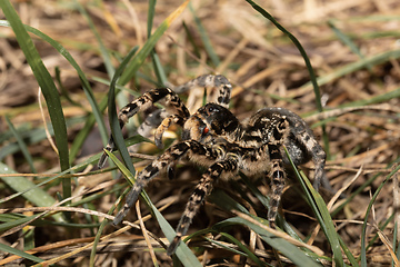 Image showing biggest european spider Geolycosa vultuosa