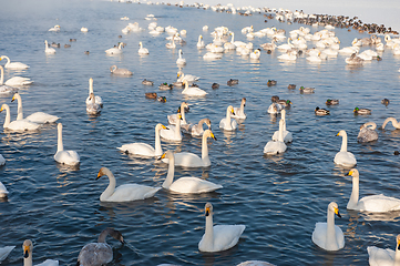 Image showing Beautiful white whooping swans