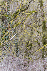 Image showing twigs overgrown with lichen