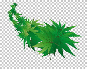 Image showing maple leaves