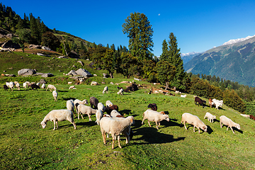 Image showing Flock of sheep in the Himalayas