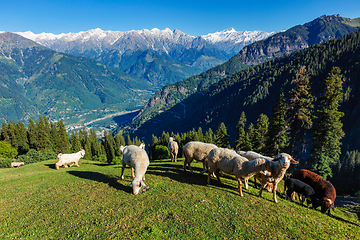 Image showing Flock of sheep in the Himalayas