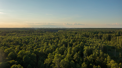 Image showing Polish part of Bialowieza Forest to east