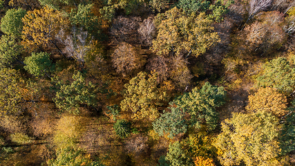 Image showing Polish part of Bialowieza Forest top viev