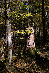 Image showing Old deciduous forest in summer afternoon