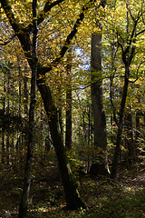 Image showing Old deciduous forest in summer afternoon