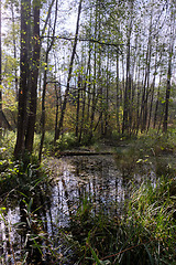 Image showing Old alder tree and water around in fall