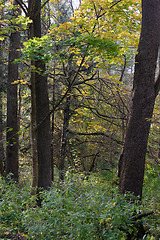 Image showing Old alder tree and water around in fall