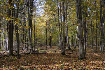 Image showing Autumnal deciduous tree stand with hornbeams and maple