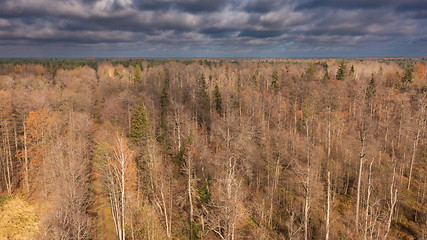 Image showing Polish part of Bialowieza Forest to east