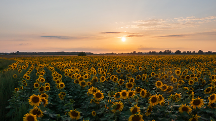 Image showing Sunflower field in summertime sunset light