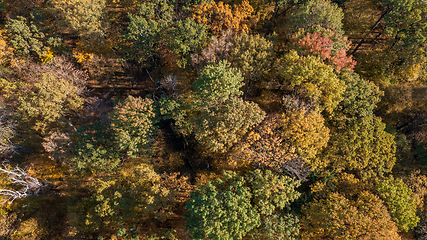 Image showing Polish part of Bialowieza Forest top viev