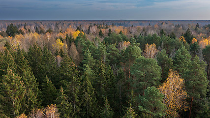 Image showing Polish part of Bialowieza Forest to south
