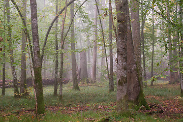 Image showing Misty morning in autumnal forest