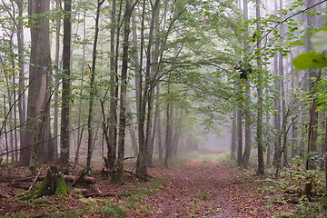 Image showing Misty morning in autumnal forest