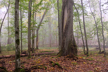 Image showing Misty morning in autumnal forest