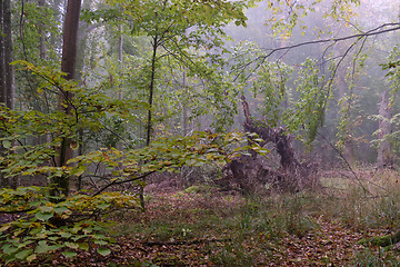 Image showing Misty morning in autumnal forest