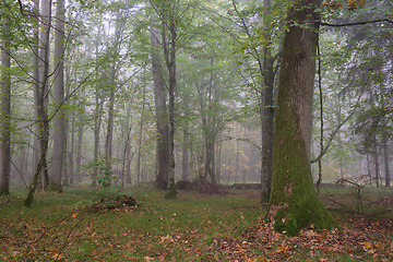 Image showing Misty morning in autumnal forest