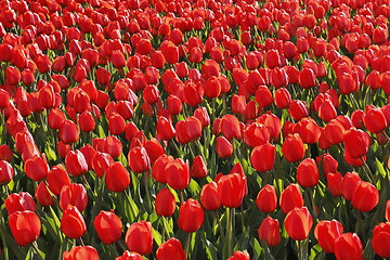 Image showing Many beautiful red tulips close-up