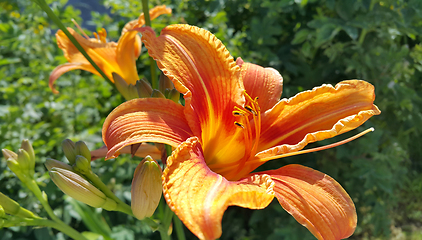 Image showing Beautiful bright orange day-lily on a sunny summer garden