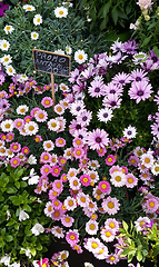 Image showing Various colorful bright garden flowers in the market