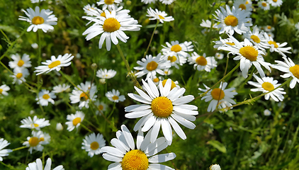 Image showing Beautiful daisies in a summer field