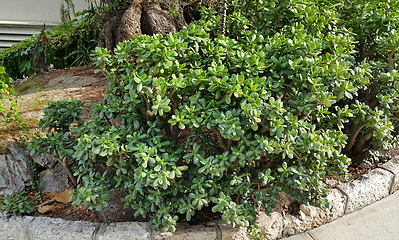 Image showing Crassula or Money tree succulent plant growing outdoors