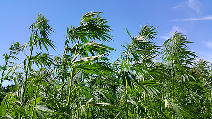 Image showing Green fresh foliage of cannabis plant (hemp, marijuana)