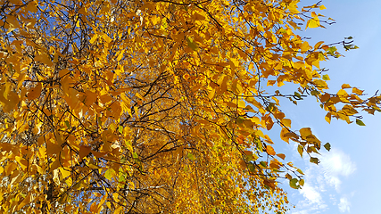 Image showing Branches of autumn birch tree with yellow leaves against blue sk