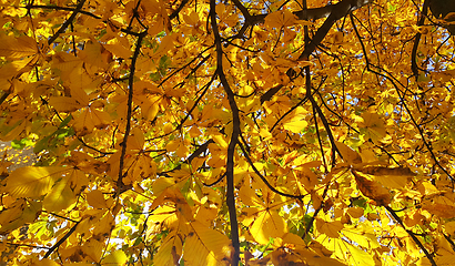 Image showing Beautiful yellow autumn leaves of a chestnut