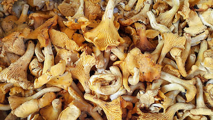 Image showing Edible Chanterelle mushrooms close-up