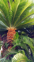 Image showing Sago palm tree (Cycas revoluta) with glossy green foliage