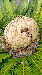 Image showing Cone with fruits and foliage of cycas revoluta cycadaceae sago p