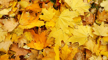 Image showing Bright autumn background from fallen leaves of maple