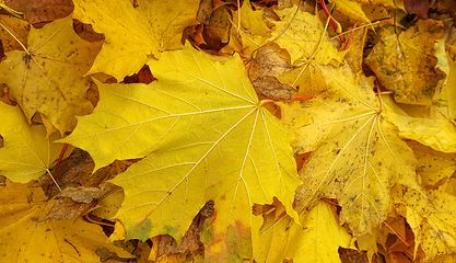 Image showing Bright yellow autumn background from fallen leaves 