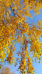 Image showing Branches of autumn birch tree with bright yellow foliage