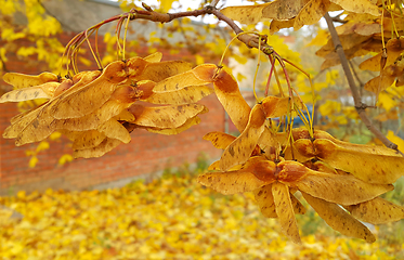 Image showing Autumn maple branch with winged seeds