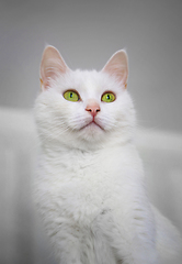 Image showing Portrait of white cat with bright green eyes 