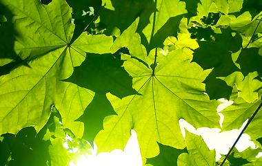 Image showing Fresh green maple foliage illuminated by bright sunlight