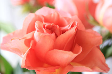 Image showing Beautiful flower of delicate pink rose, soft focus