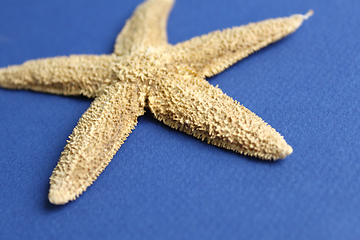 Image showing Dry starfish close-up on blue background 